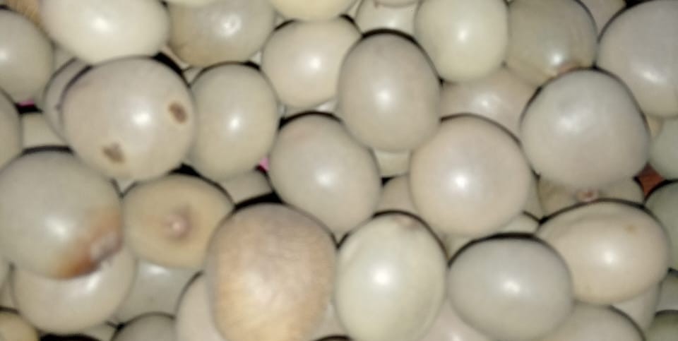 Aqua Seeds